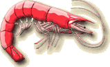 shrimp